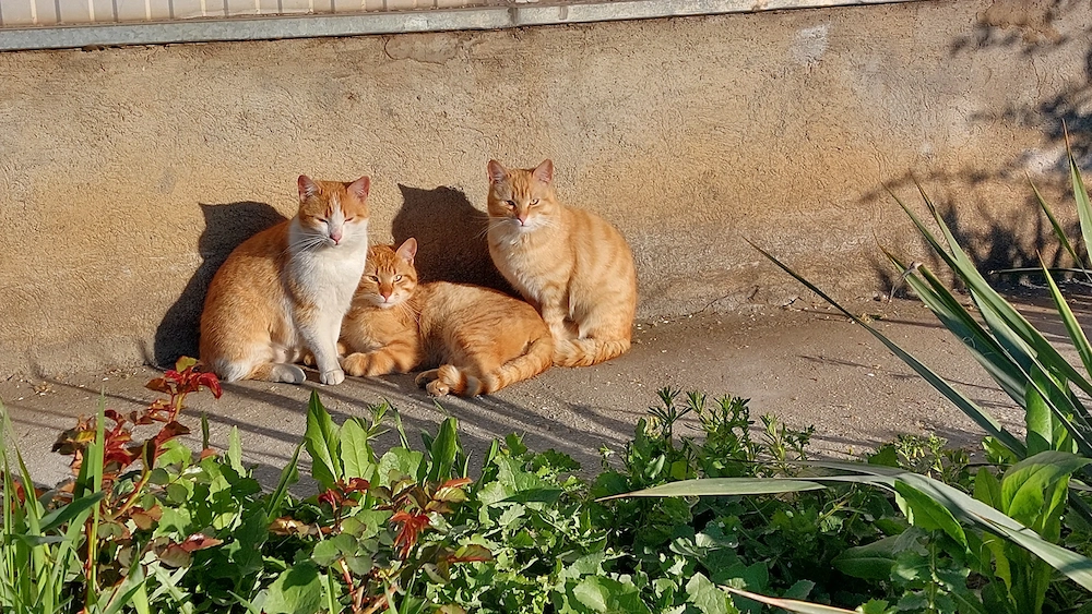 Pisici blânde și jucăușe. Portocală, Botoșica și Mandarina. 