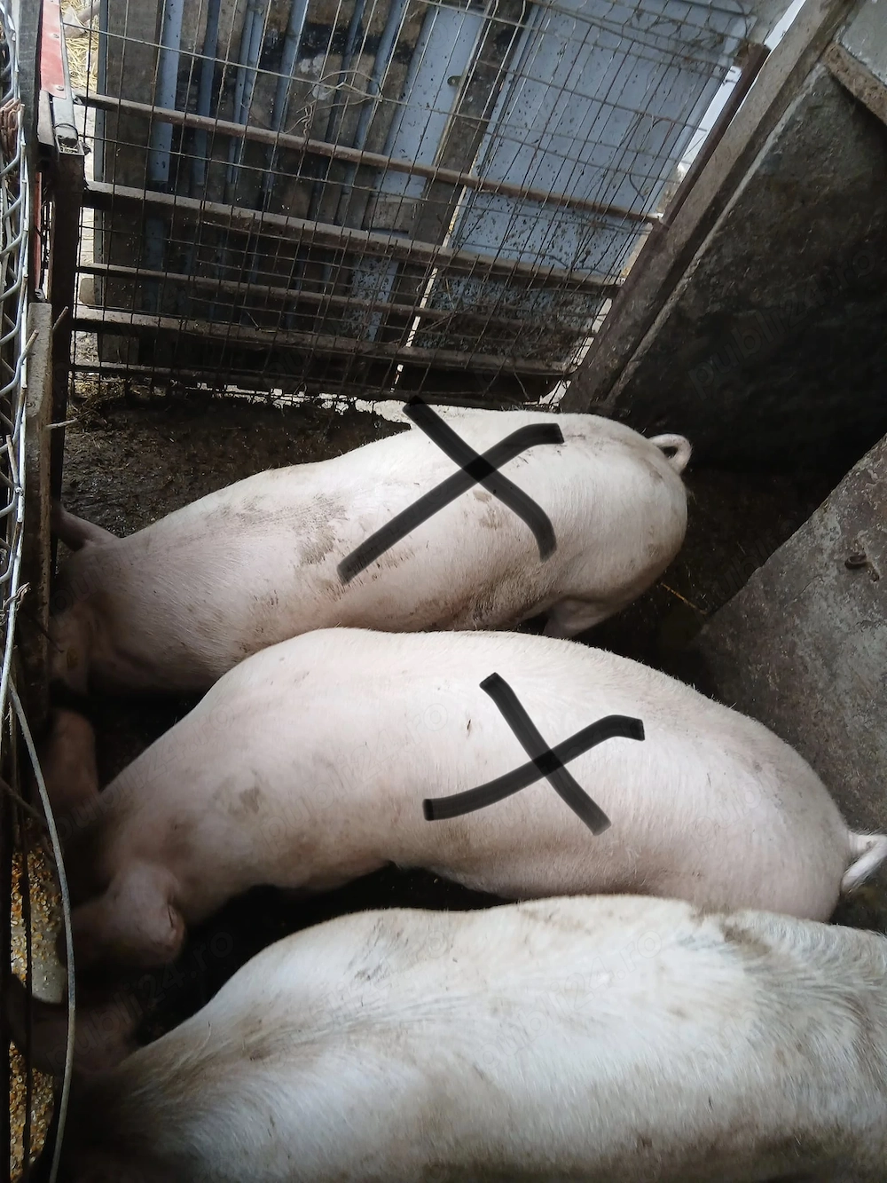 Porci de vânzare rasă Landrace