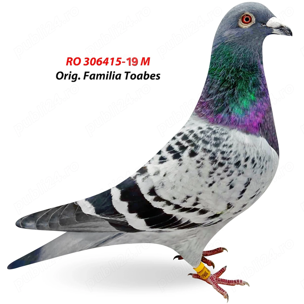 Vând urgent 3 porumbei sau separat