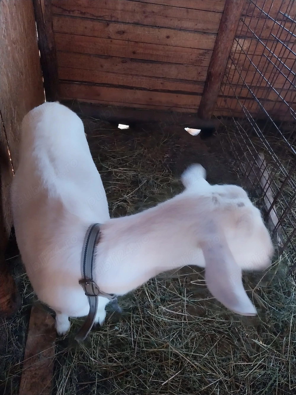 Vând capre zanen și alpina franceza