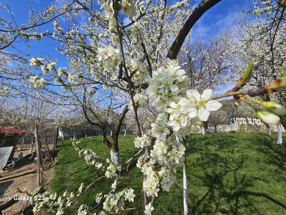 vand teren casă,  604 mp