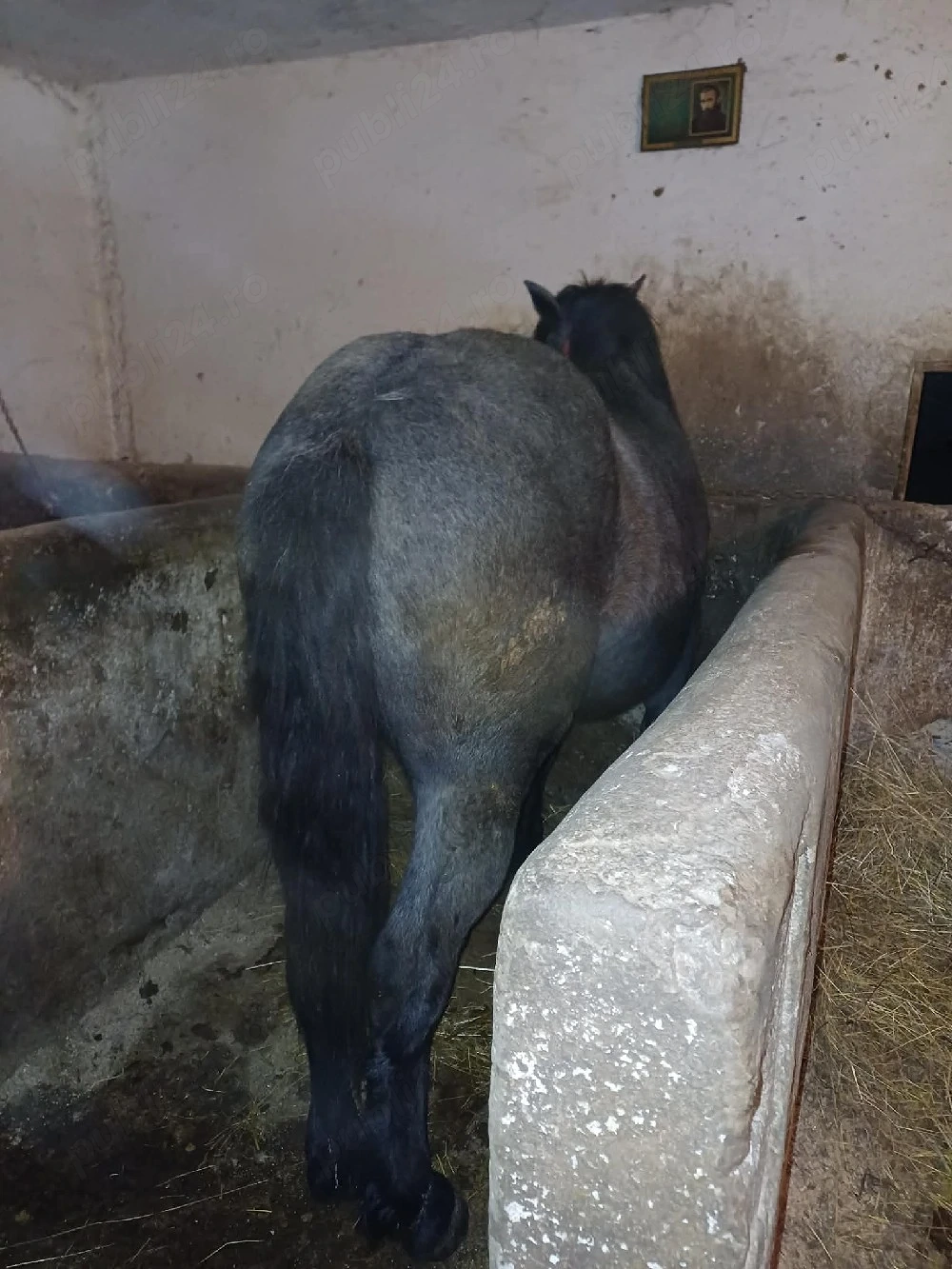 vnd mnza de 8 luni din cai buni pentru mai multe detalii la tell 