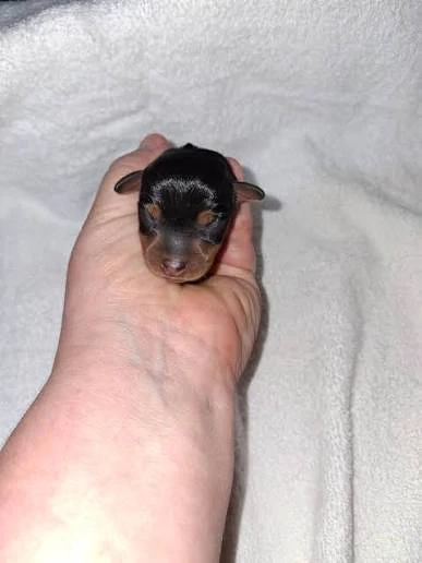 Mini Pinscher Toy cățeluși