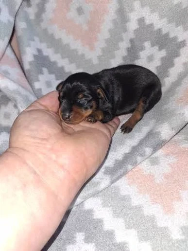 Mini Pinscher Toy cățeluși