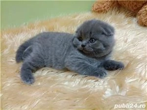 scottish si british blue