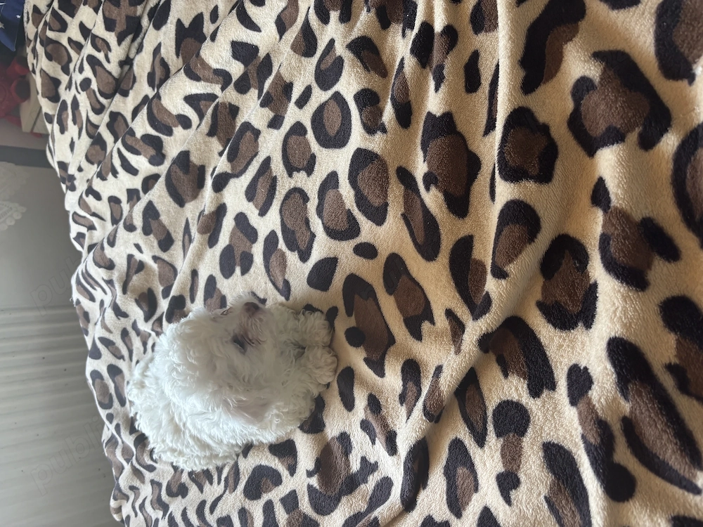 De vânzare sunt foarte jucăuși merită văzuți. Au șapte săptămâni mai multe detali la telefon prețul