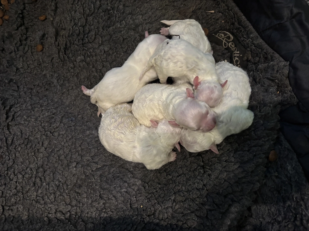 Band bighsoni maltezi  au șapte  merita văzuți sunt foarte drăguți și jucăuși mai multe detali la te