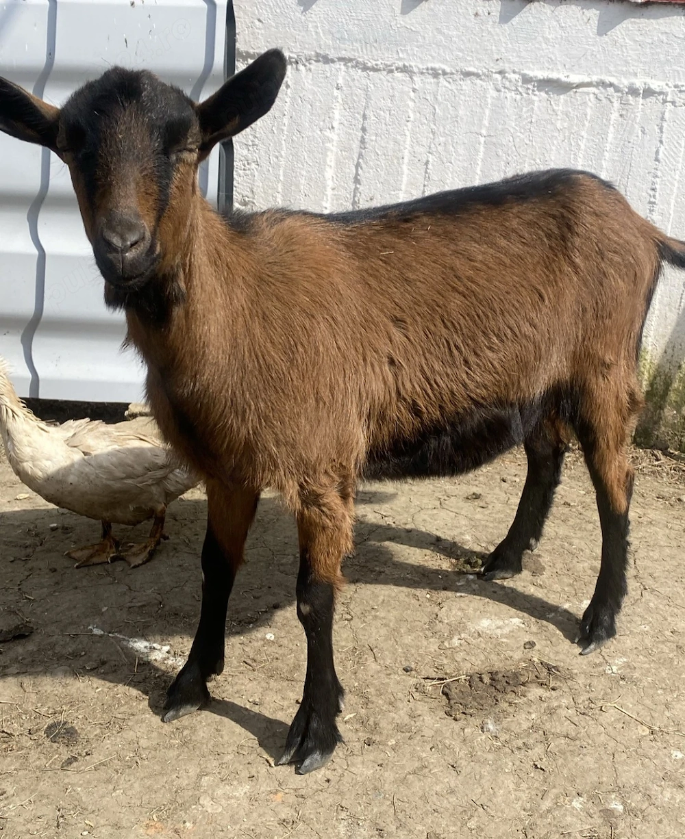 De vânzare ieduța gestanta 