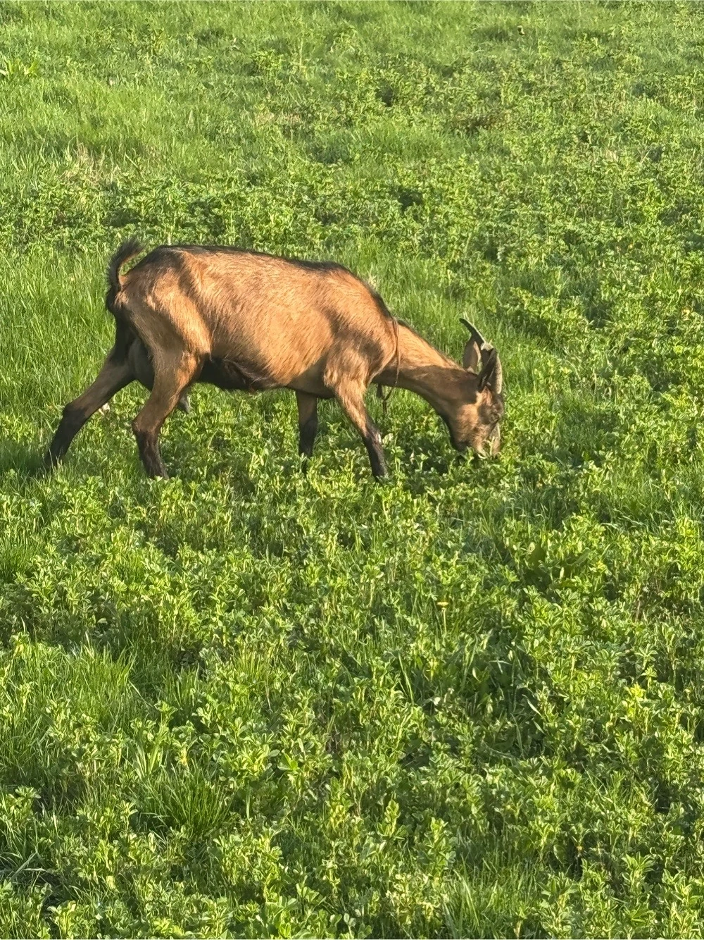 Vand capra alpina franceza 