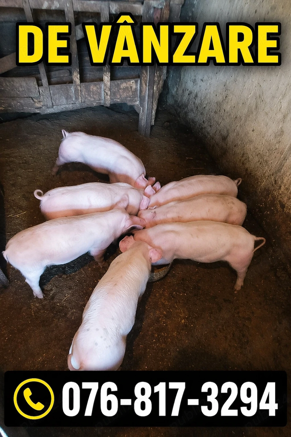 Vând purcei metis de landrace. 