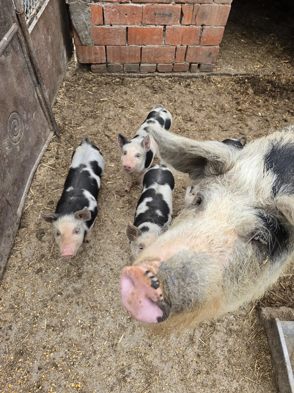 purcei 8 săptămâni 