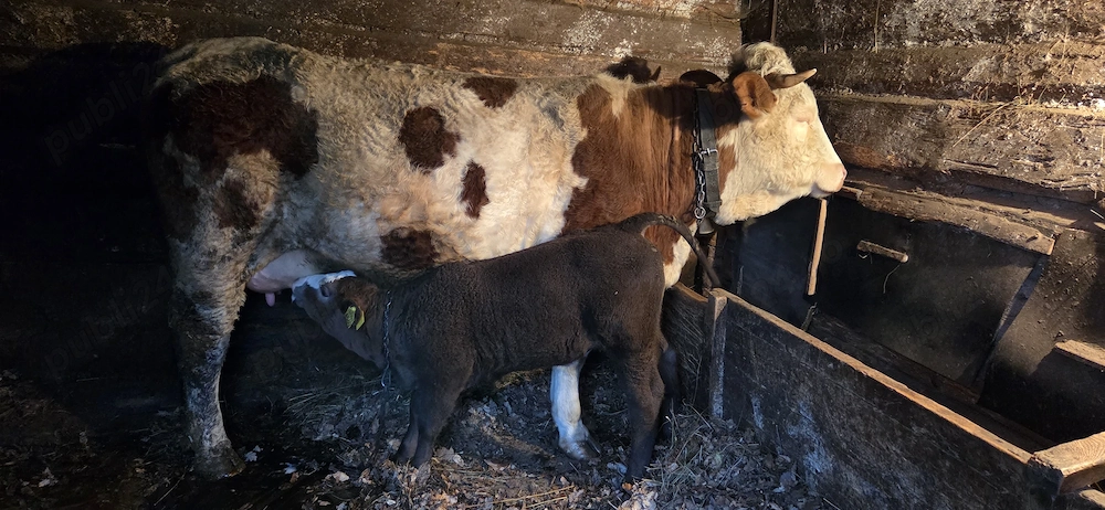 Vaca baltata cu vitel