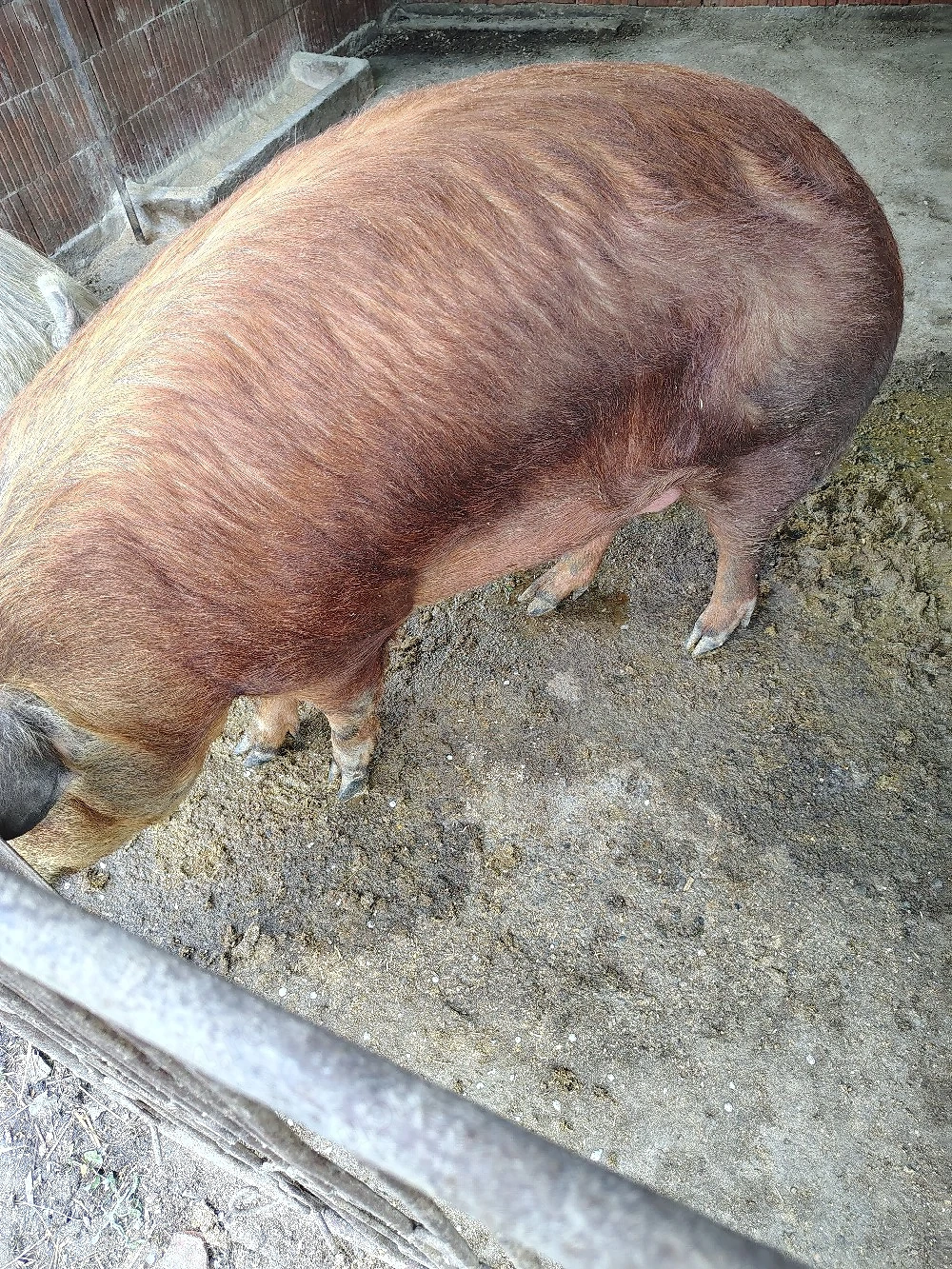 Porc duroc metis