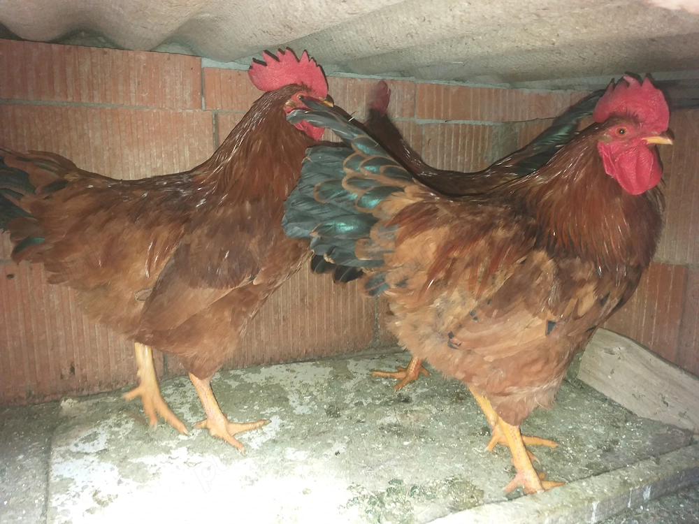 Vand 4 cocosi roșii frumosi