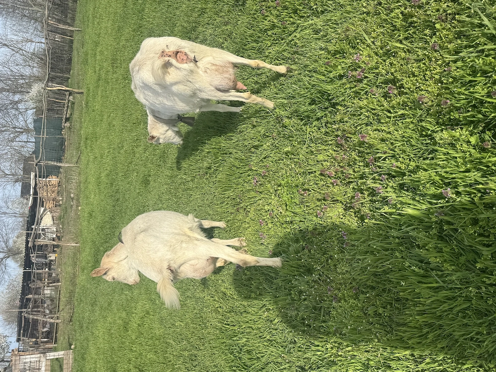 Capre  cu iezi  de vanzare