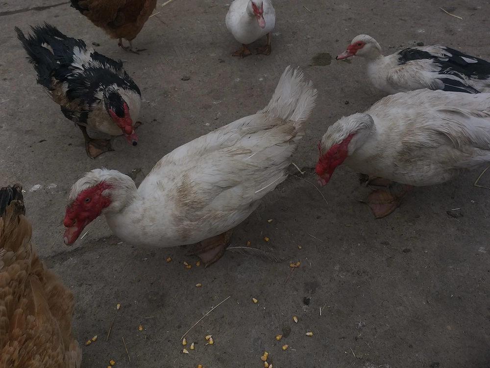 Vand ratoi muți cam de 5 kg buc