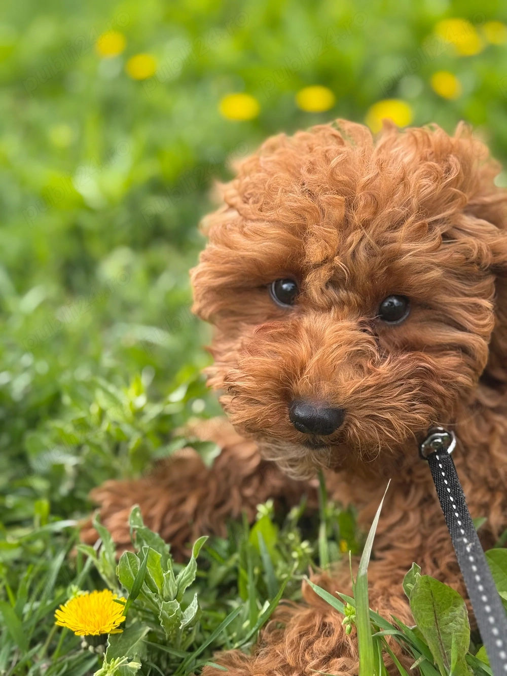 Căutăm familie pentru un Pudel toy mascul de 4 luni 
