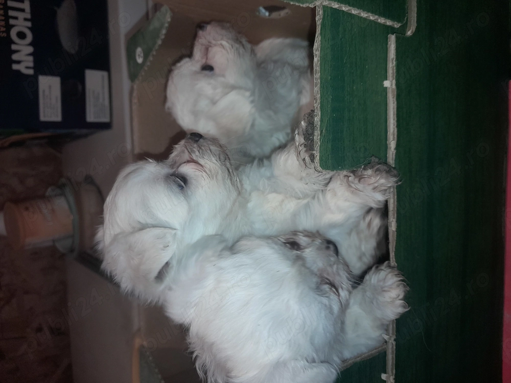 Prenotari la pui de bishon!