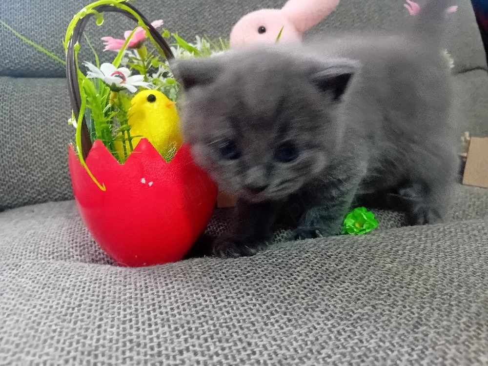 British Shorthair blue ,puiuti deosebiti