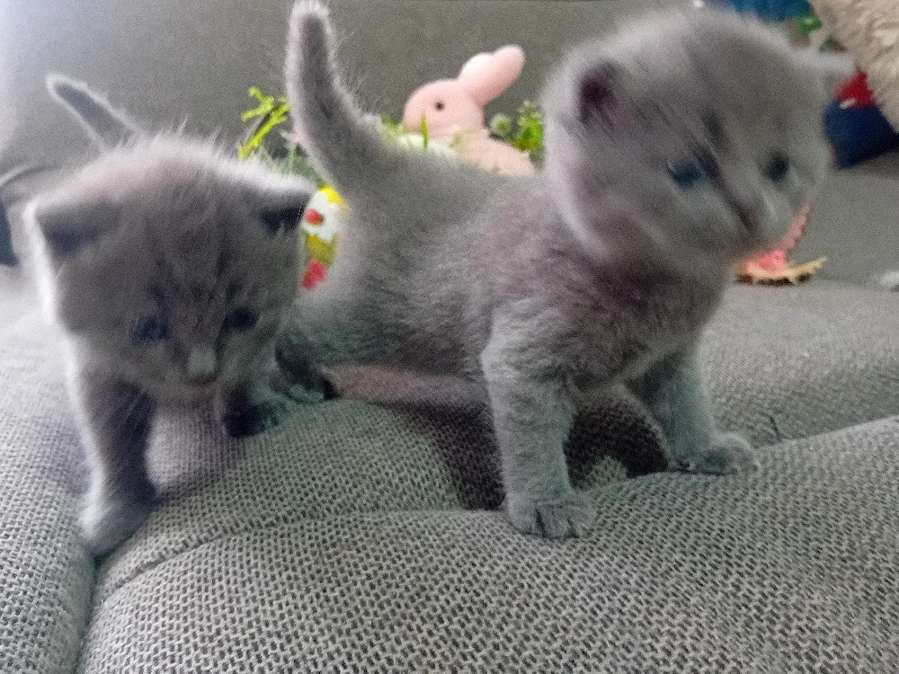 British Shorthair blue ,puiuti deosebiti