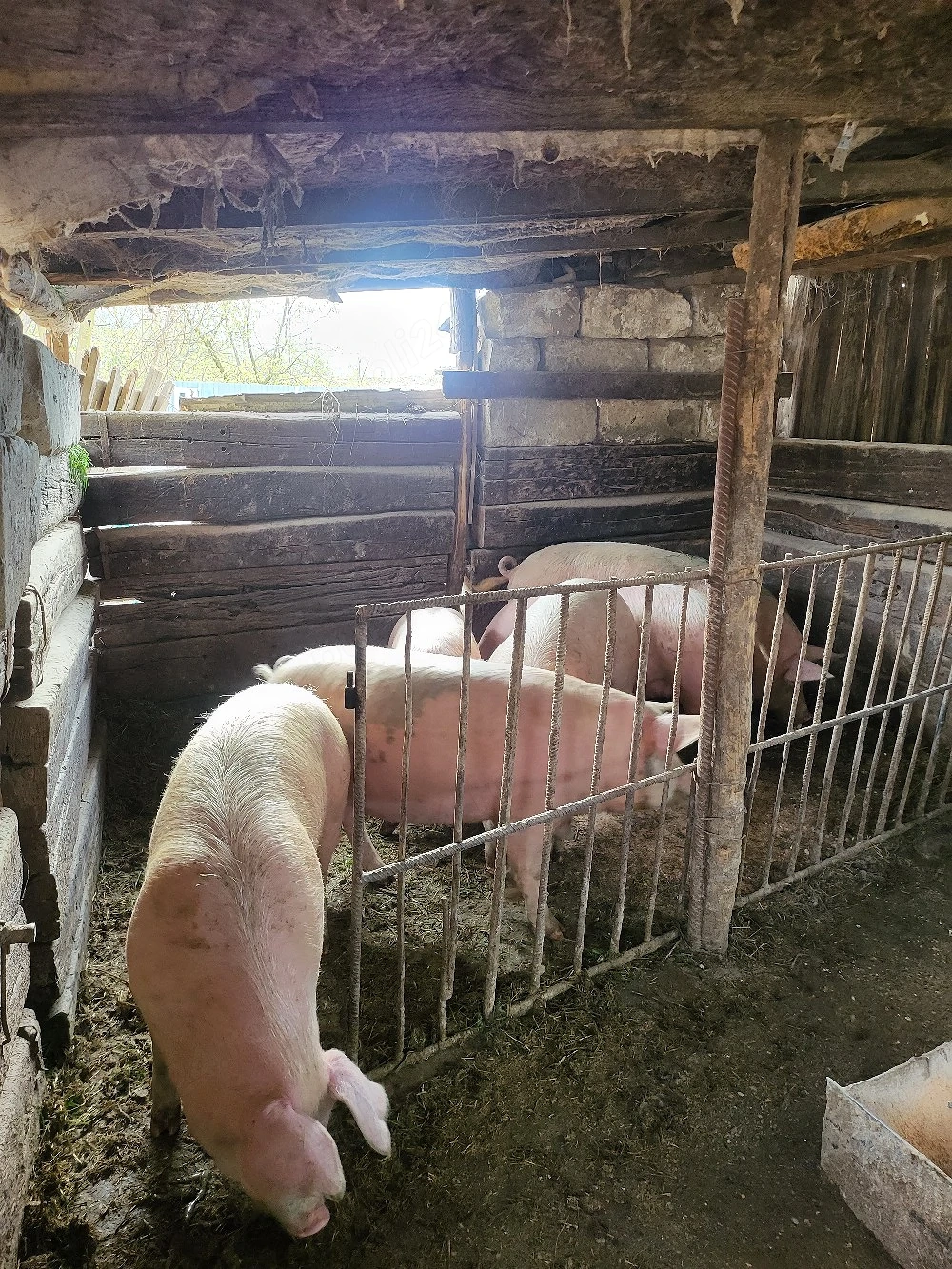 Vand porci 