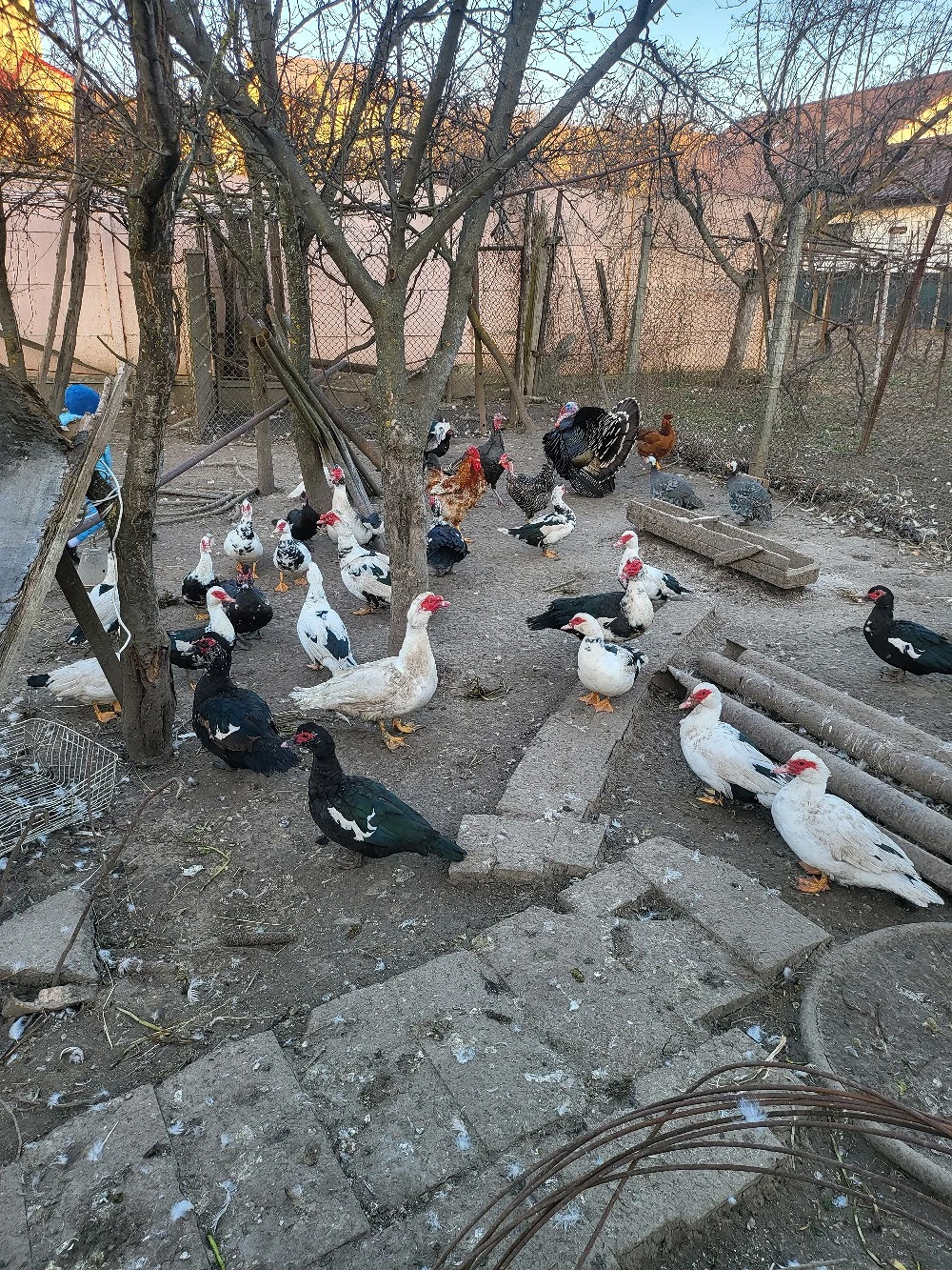 Vand rațe 