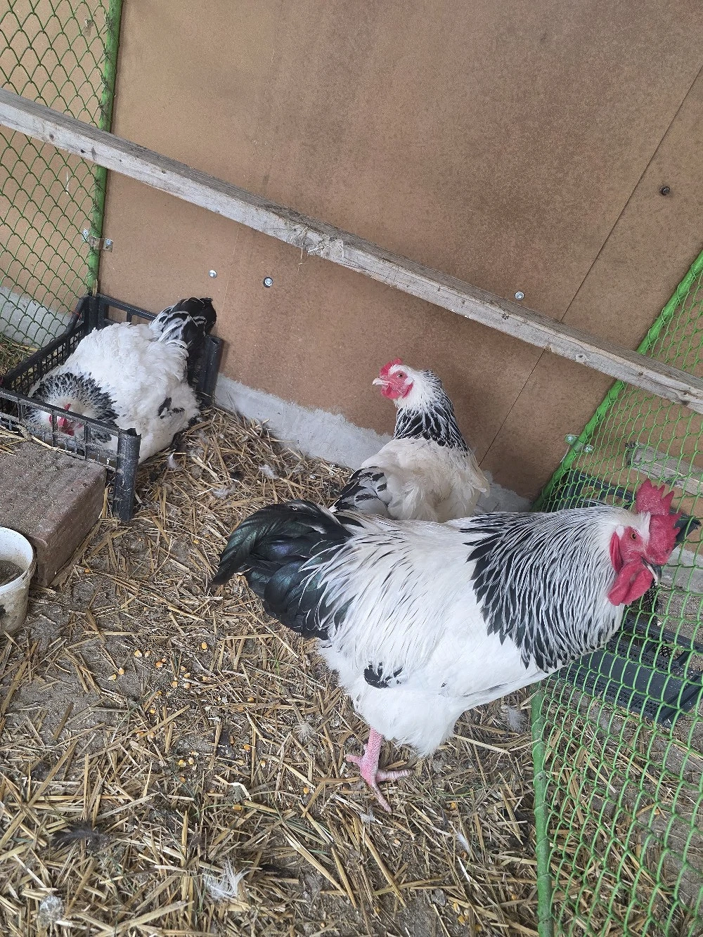 Susex  familie tinere