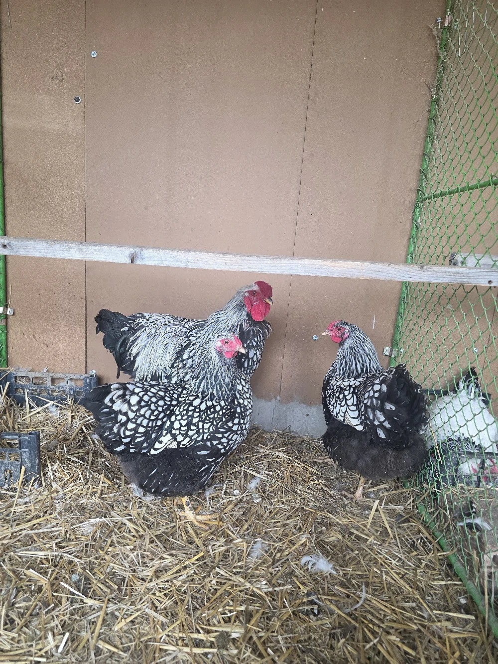 Familie Wiandote Argintiu