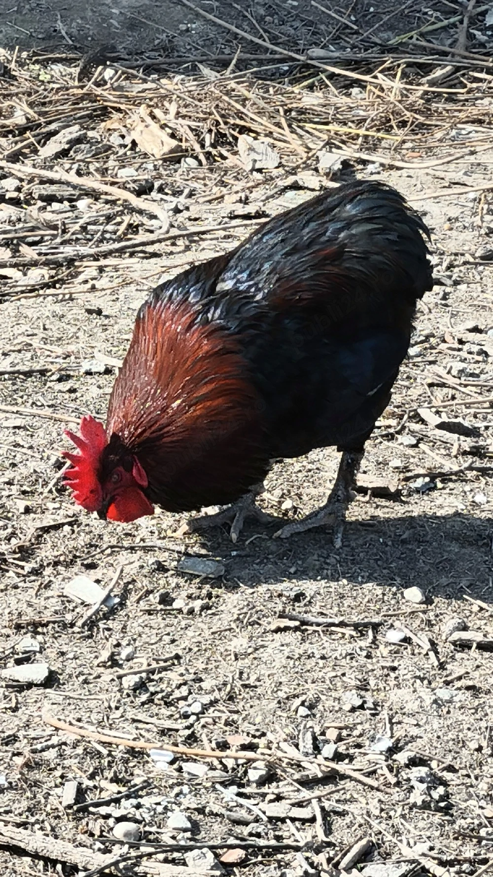 Cocos Araucana tanar de 1 an 