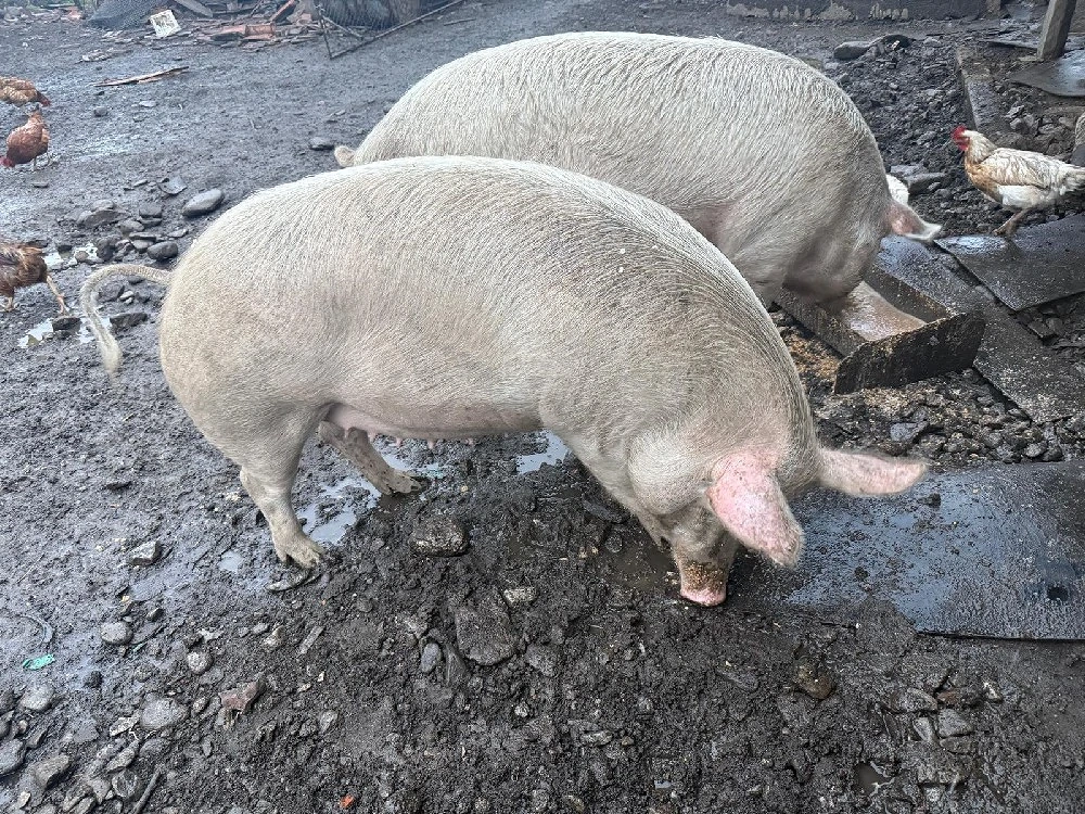 Porci de rasa intre 90-180 kg 