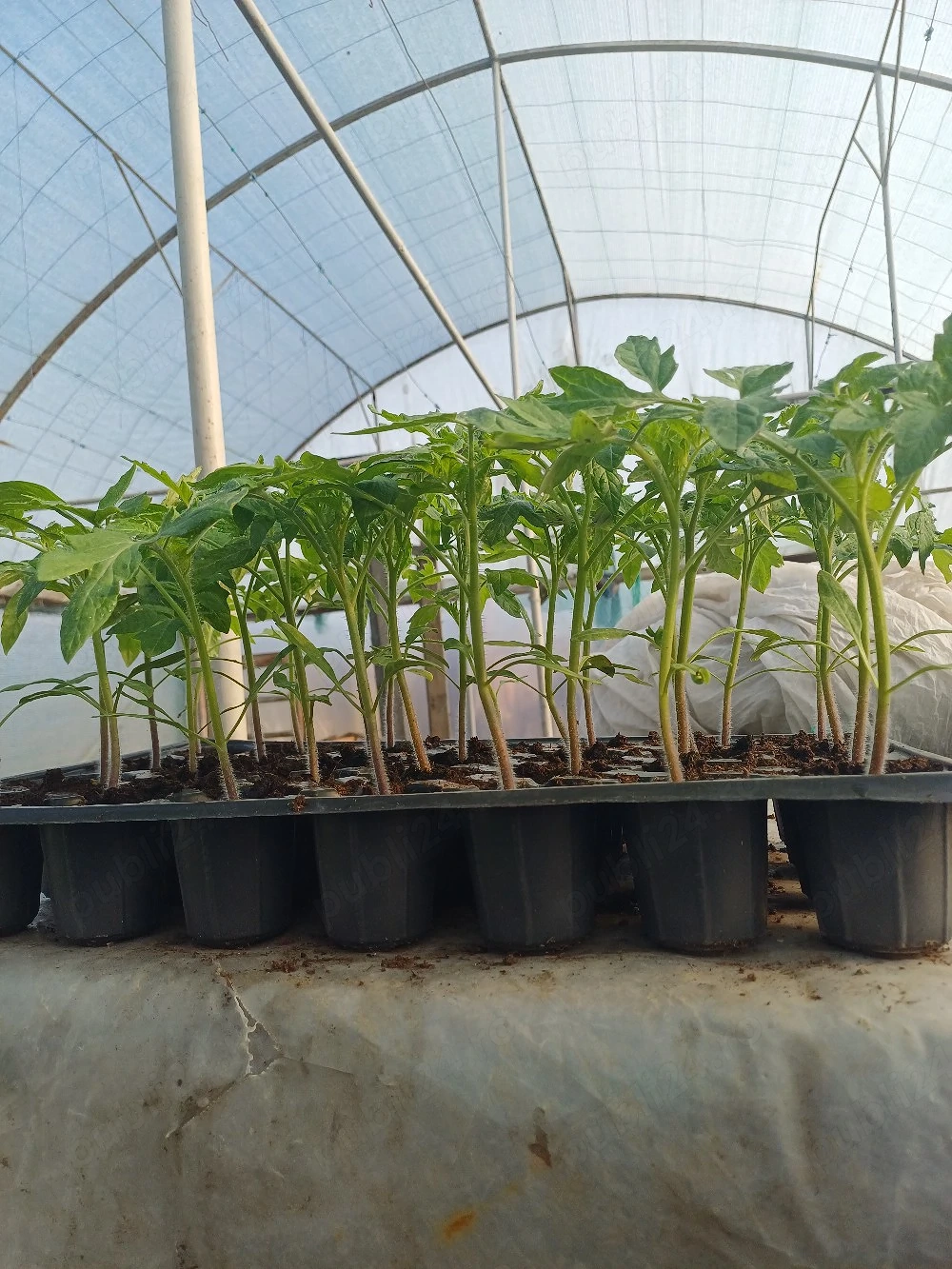 Vând răsad roșii soiul Optima si Inima Boului