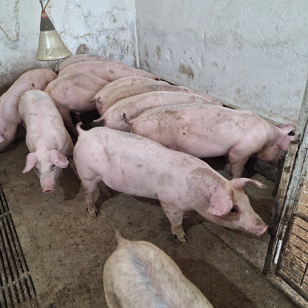 Porci de carne ,,șoldani''