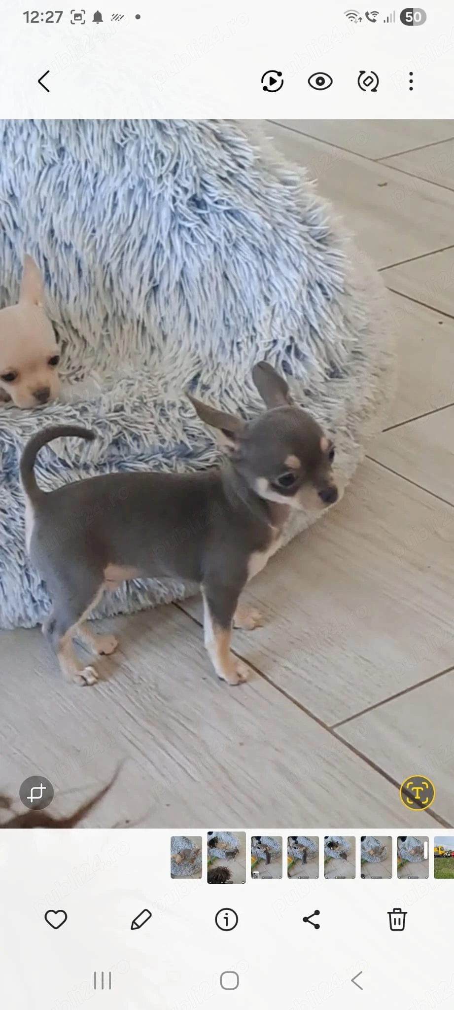 Fată si băiat de mini Chihuahua 