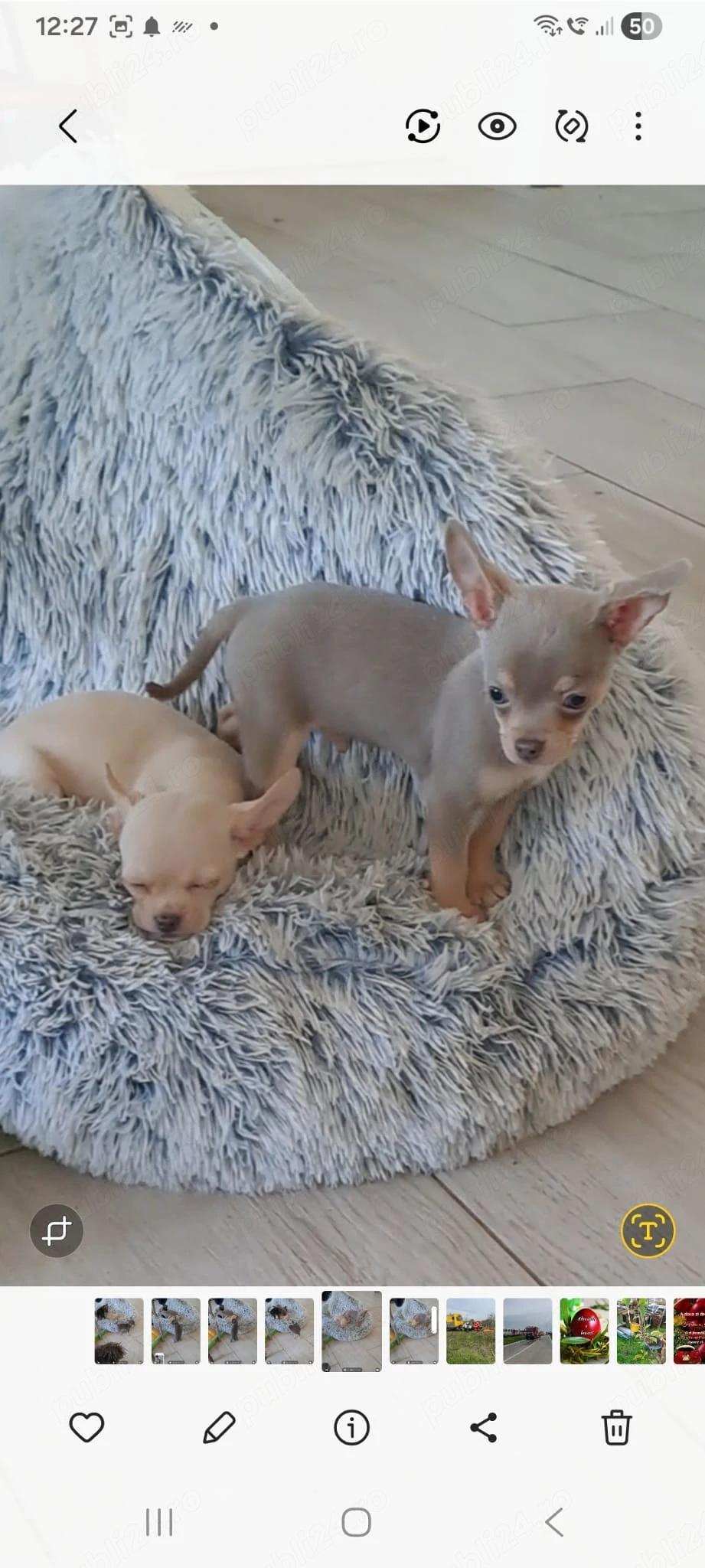 Fată si băiat de mini Chihuahua 