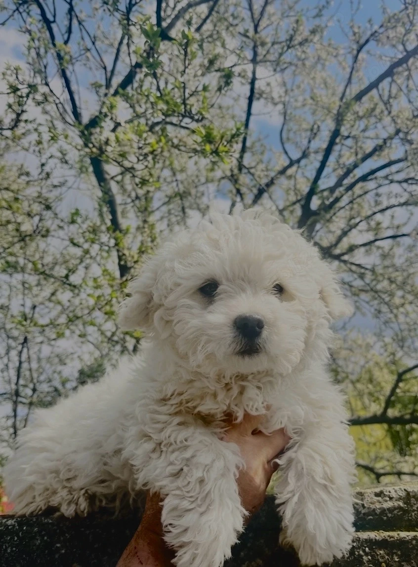 bichon maltez