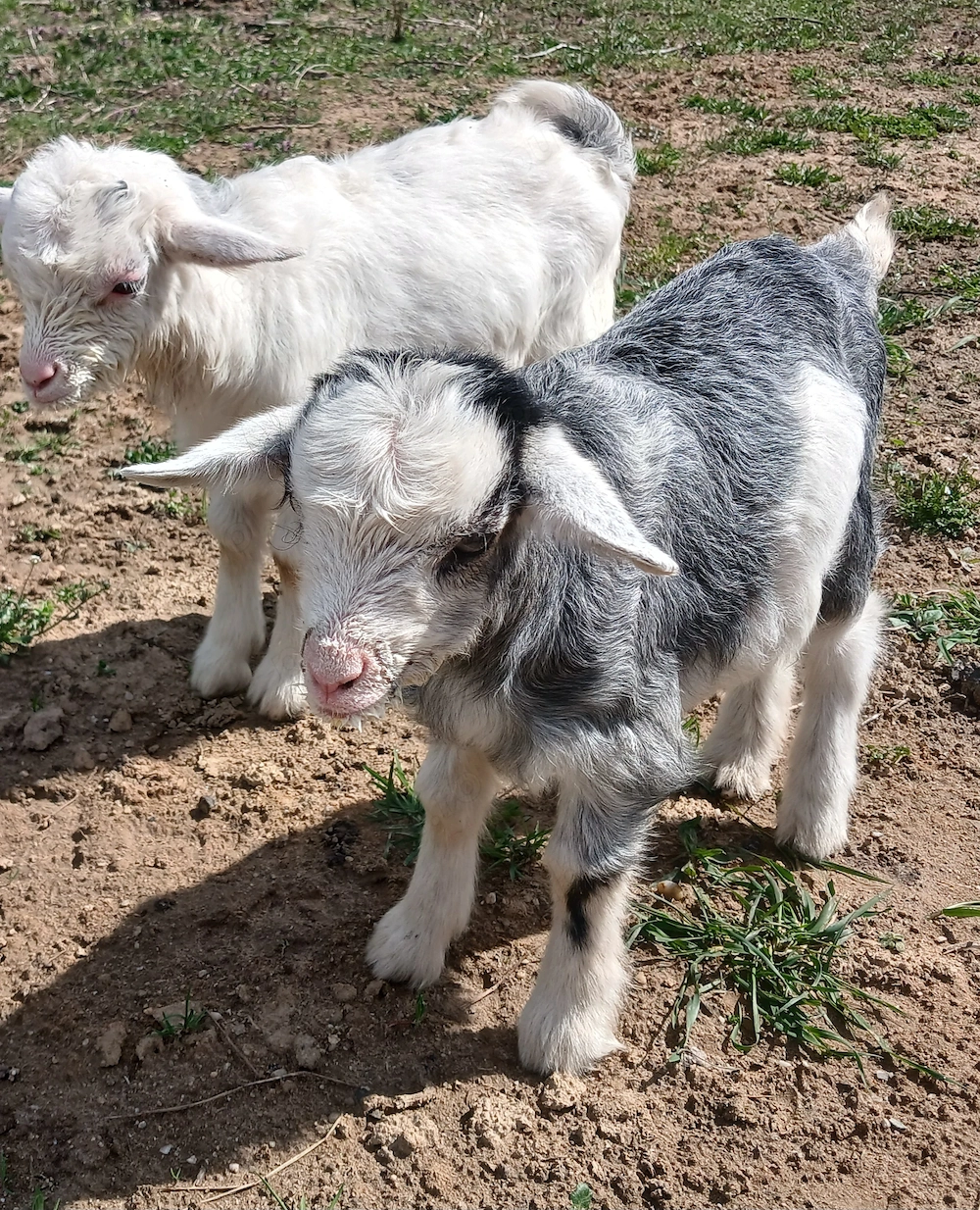 De vanzare o pereche de iezi 