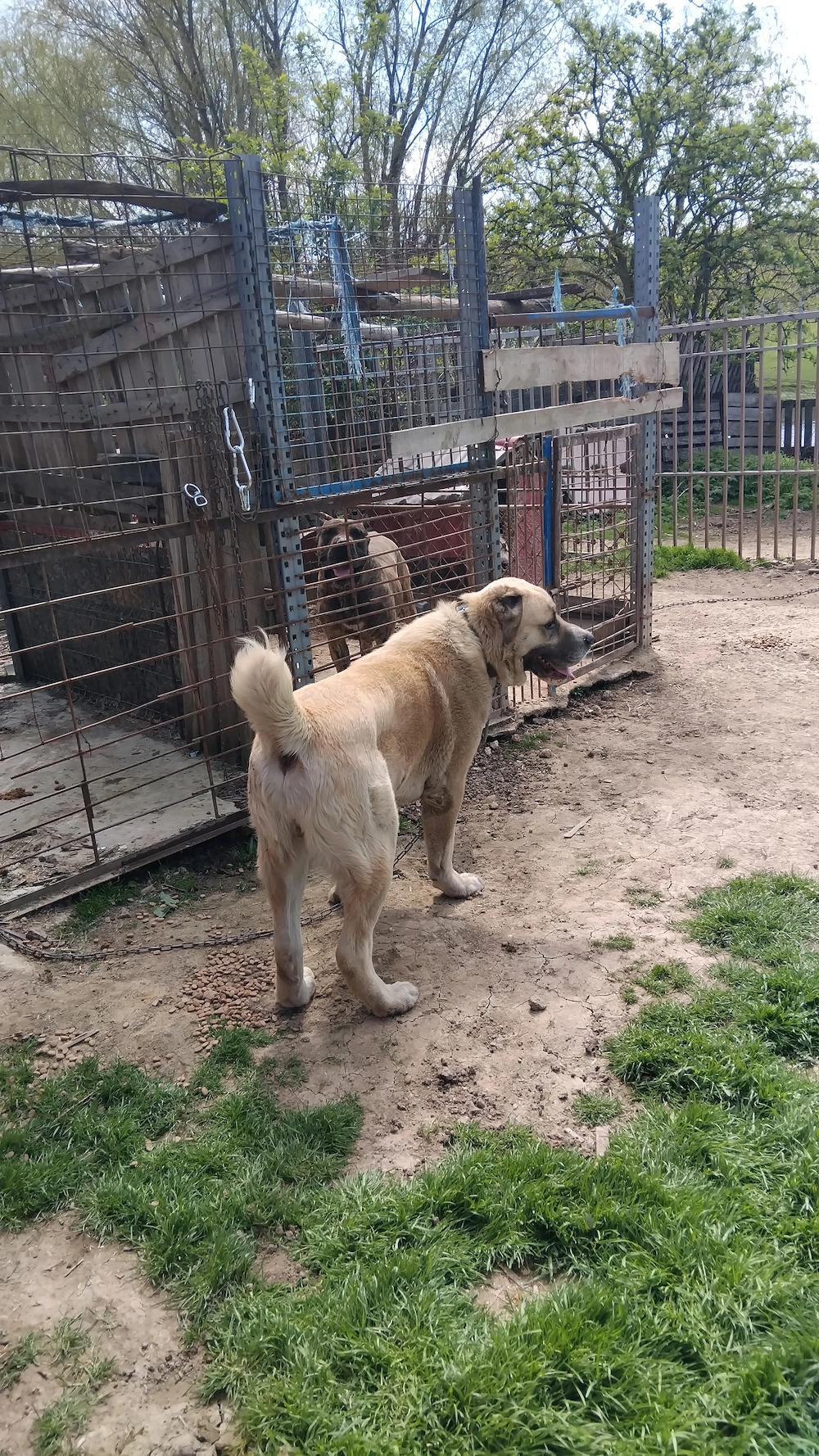 Ciobanesc asia central