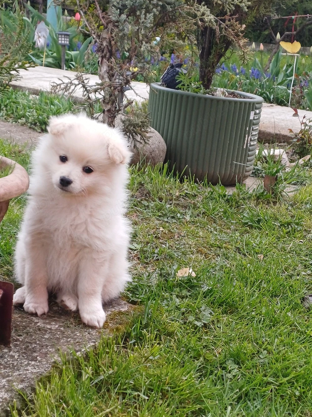  baietel de spitz japonez