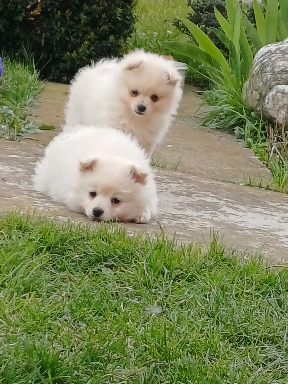 puiuți veseli din grădina. 