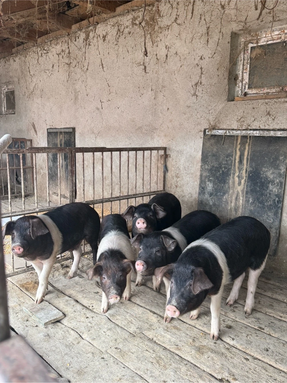 purcei si soldani de vanzare 