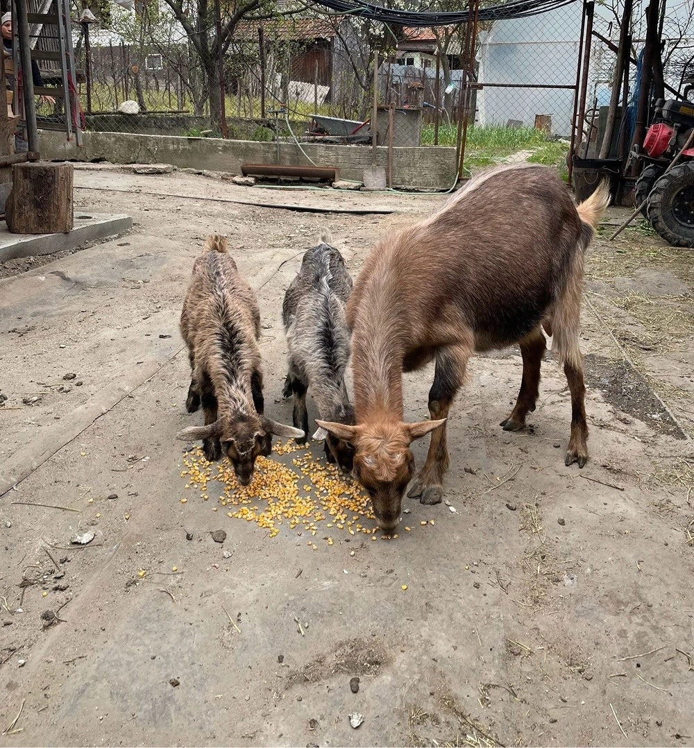 Vand capra de lapte cu iezi