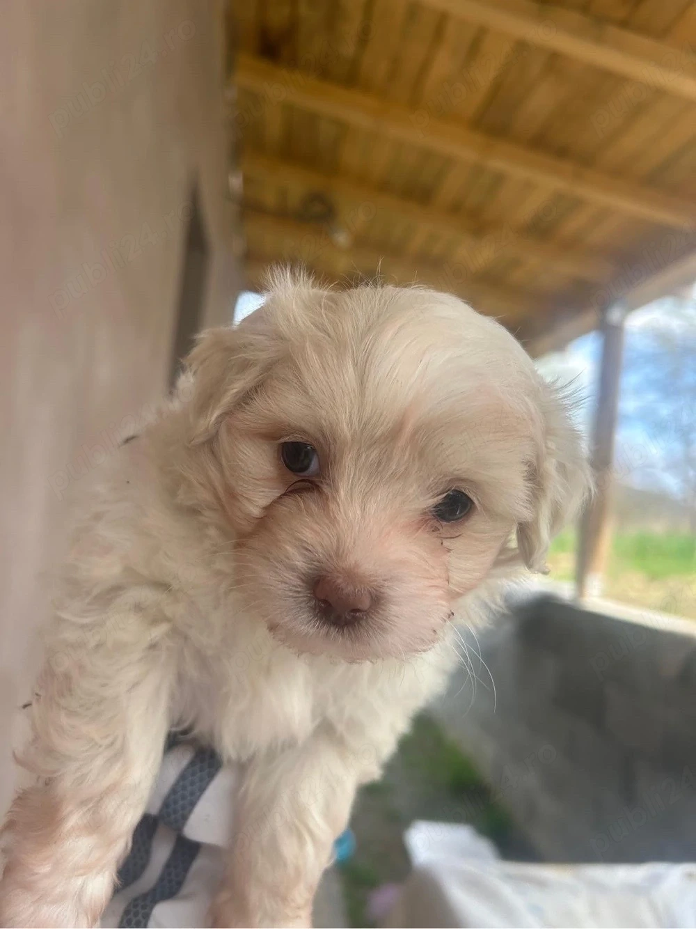 Cateluse bison maltez isi cauta casa noua