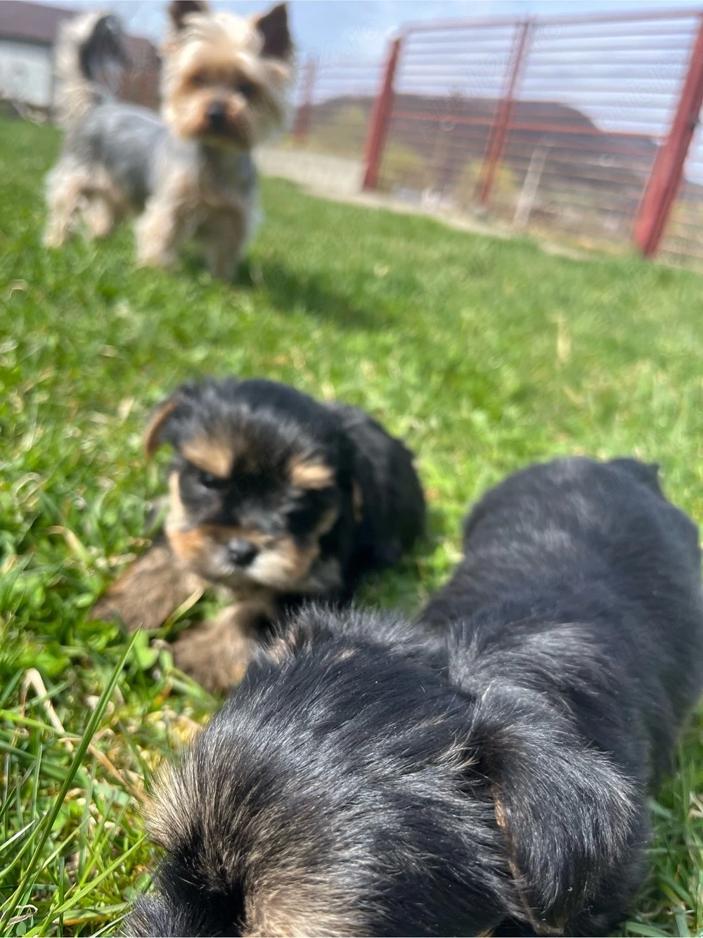 Yorkshire Terrier