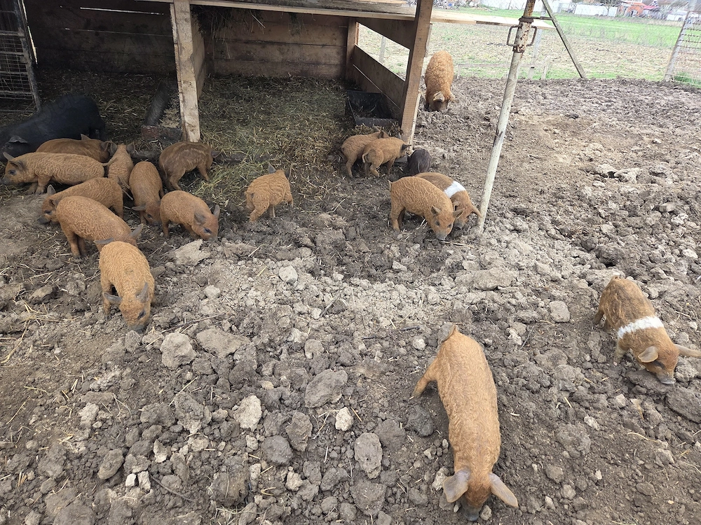 Purcei mangalita si purcei mangalita cu bazna