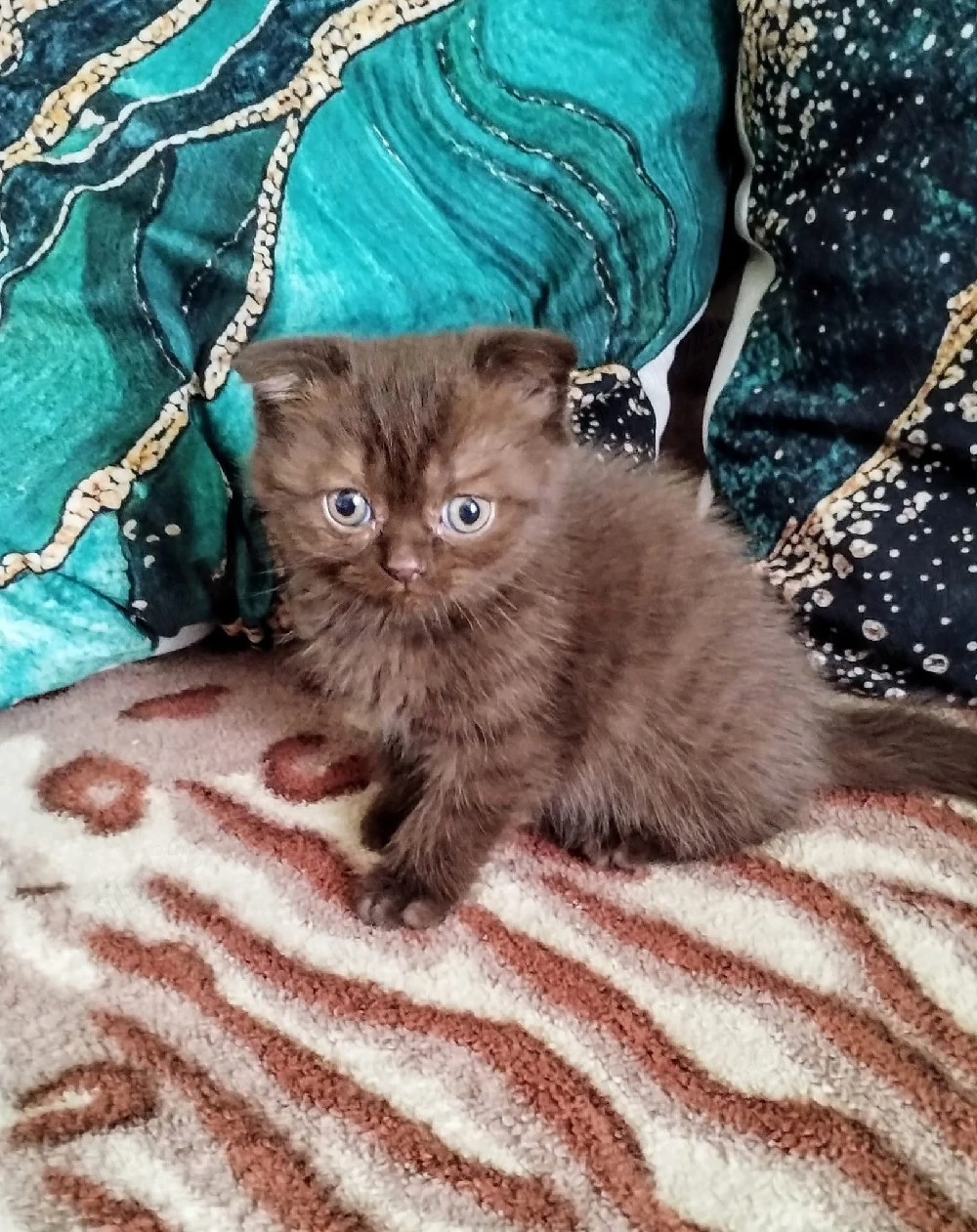 British Shorthair Scottish Fold 