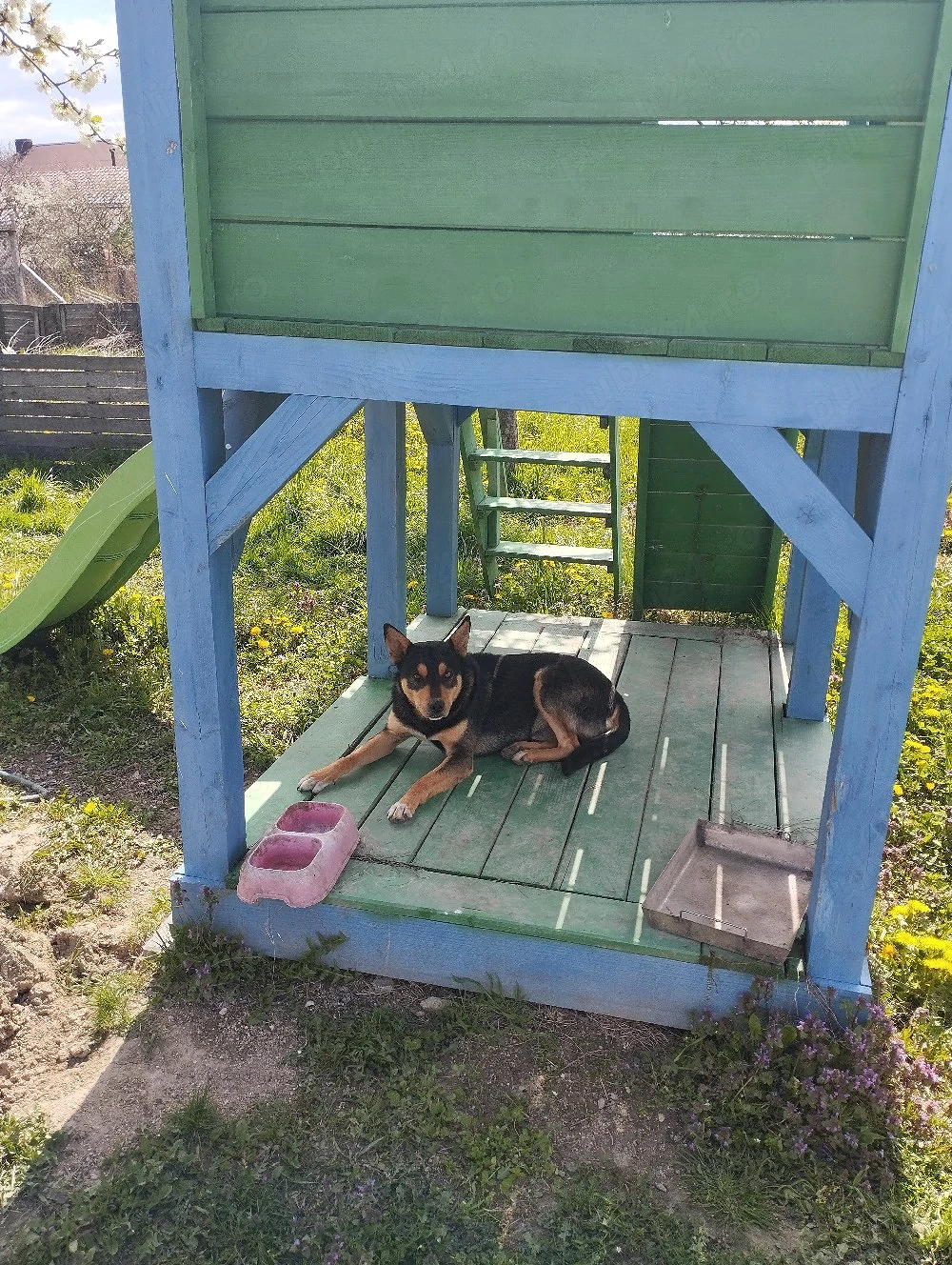  Cine dorește un câine lup  se dă gratis 