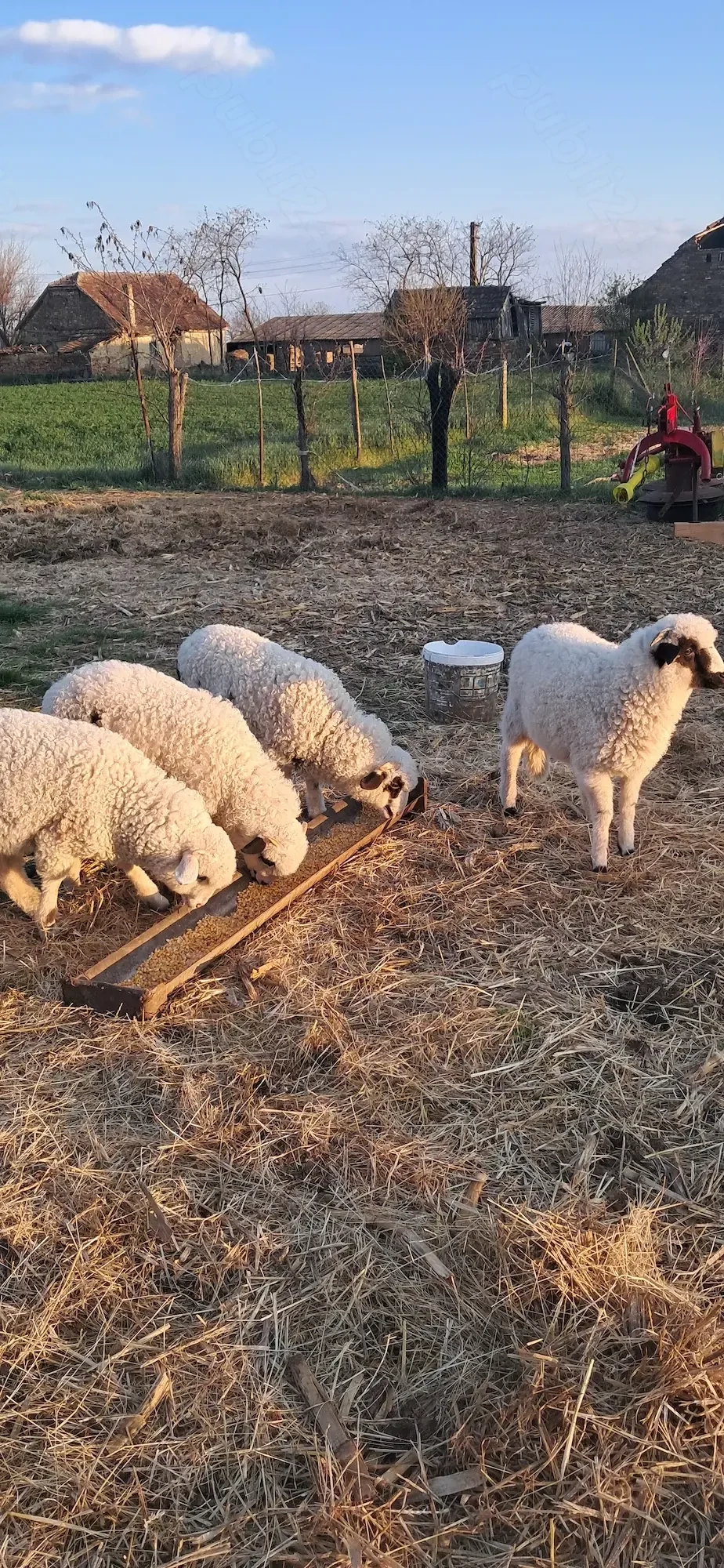 4 miei foarte frumosi