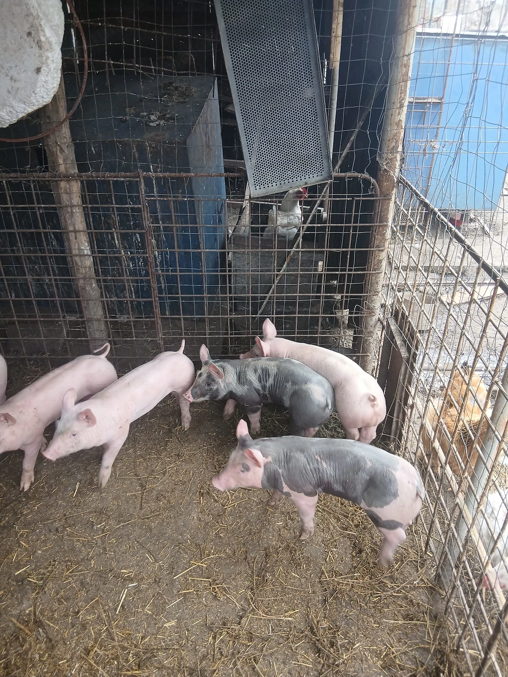 Vând purcei sase saptamani