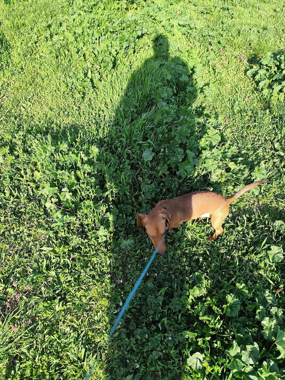 catel techel talie mică 