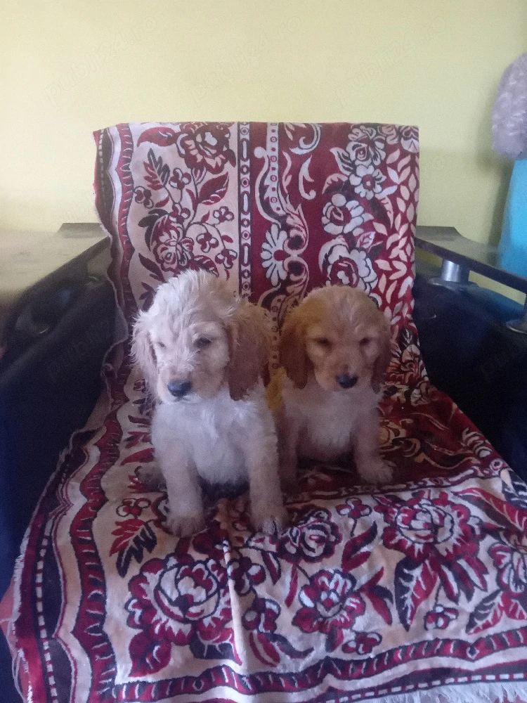 Disponibil kokeri spaniol vacinurii făcute în zi varsta 2 luni jumate mananca mancare numai baieti a